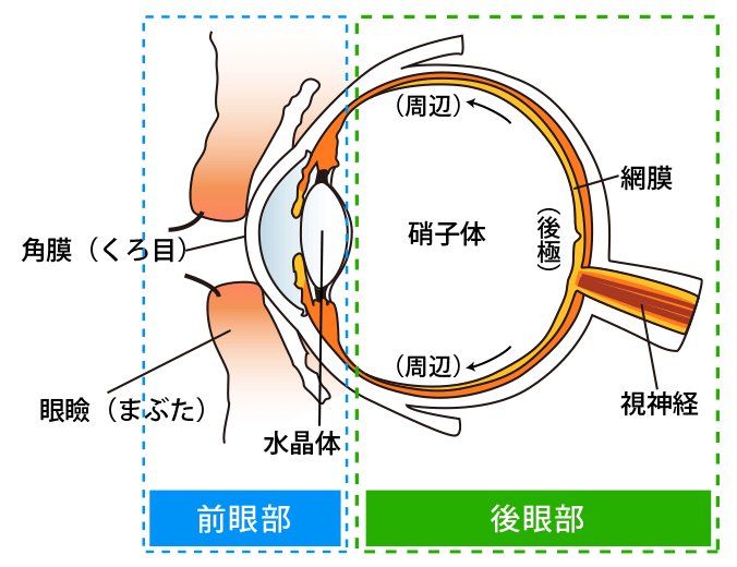 眼球断面図